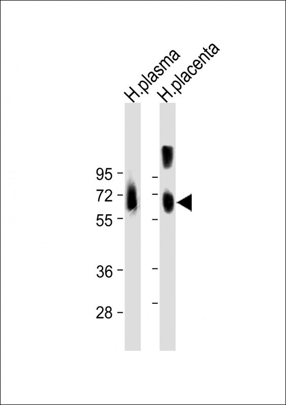 Osteopontin Antibody in Western Blot (WB)