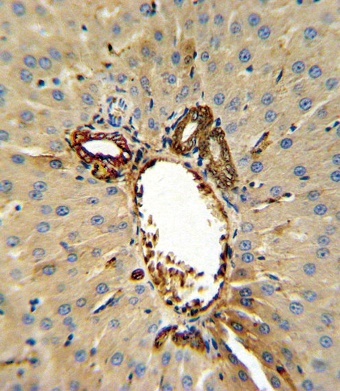 Annexin V Antibody in Immunohistochemistry (Paraffin) (IHC (P))