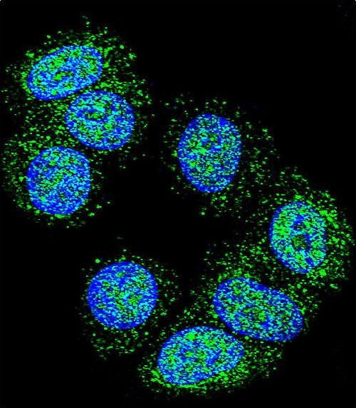 EEF1A1 Antibody in Immunocytochemistry (ICC/IF)