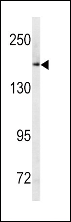 MRP1 Antibody in Western Blot (WB)