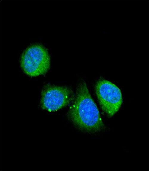 Asporin Antibody in Immunocytochemistry (ICC/IF)