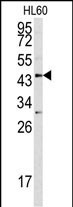 Asporin Antibody in Western Blot (WB)