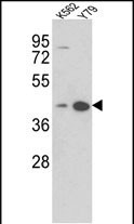 AZGP1 Antibody in Western Blot (WB)