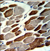 EMILIN1 Antibody in Immunohistochemistry (Paraffin) (IHC (P))