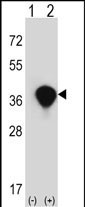 TALDO1 Antibody in Western Blot (WB)