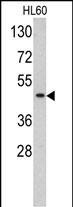 TBP Antibody in Western Blot (WB)