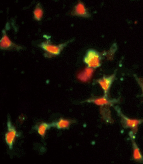 MCP-1 Antibody in Immunocytochemistry (ICC/IF)