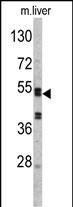 SERPINC1 Antibody in Western Blot (WB)