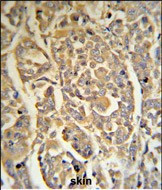 DCD Antibody in Immunohistochemistry (Paraffin) (IHC (P))