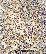 MAML3 Antibody in Immunohistochemistry (Paraffin) (IHC (P))