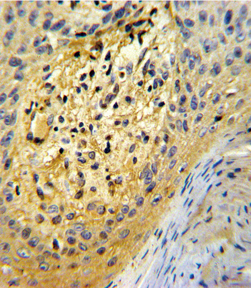 SPARC Antibody in Immunohistochemistry (Paraffin) (IHC (P))