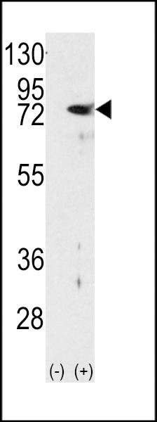 PKC delta Antibody in Western Blot (WB)