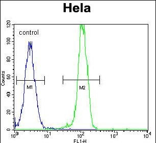 AKT2 Antibody in Flow Cytometry (Flow)