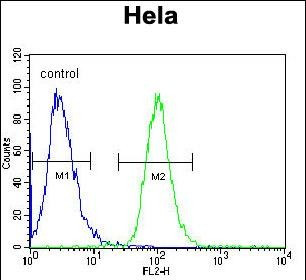 AKT2 Antibody in Flow Cytometry (Flow)