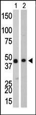 Creatine Kinase BB Antibody in Western Blot (WB)