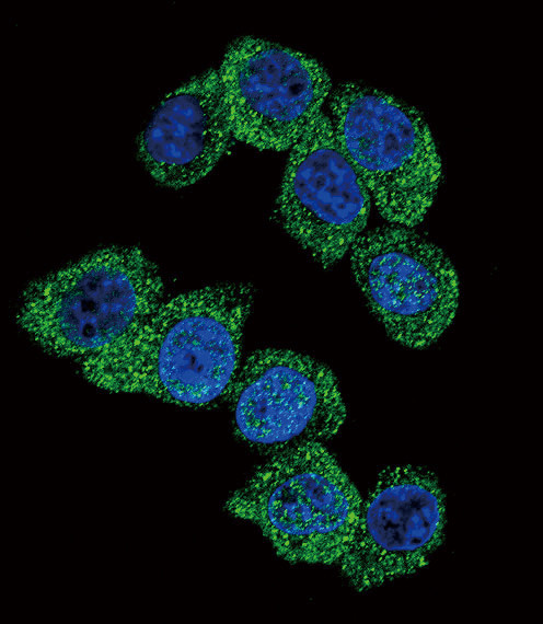 PGK1 Antibody in Immunocytochemistry (ICC/IF)