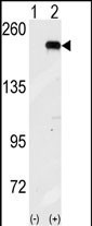 GCN2 Antibody in Western Blot (WB)