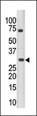 PIM3 Antibody in Western Blot (WB)