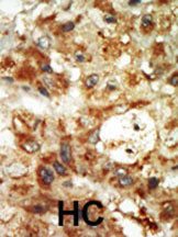 p38 MAPK gamma Antibody in Immunohistochemistry (Paraffin) (IHC (P))