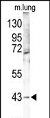 p38 MAPK gamma Antibody in Western Blot (WB)