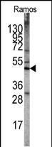 LKB1 Antibody in Western Blot (WB)