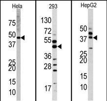 ERK2 Antibody in Western Blot (WB)