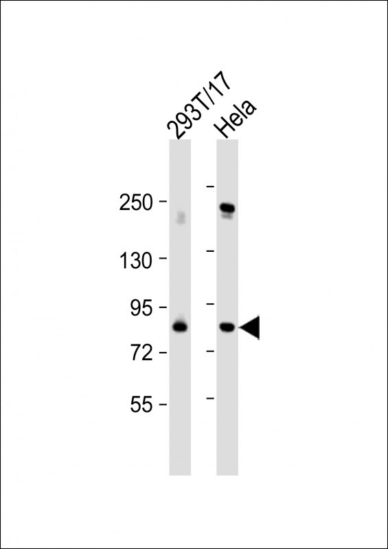 PLK2 Antibody in Western Blot (WB)