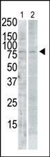 PLK2 Antibody in Western Blot (WB)