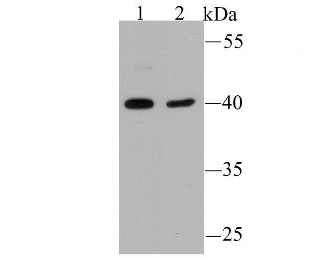 NSUN4 Antibody in Western Blot (WB)