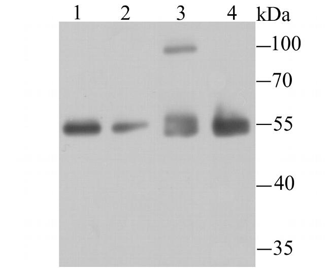 HDAC2 Antibody in Western Blot (WB)