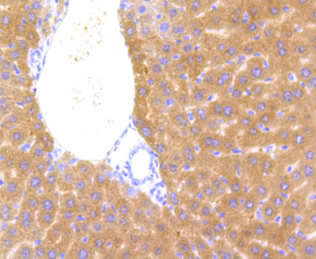 CYP2E1 Antibody in Immunohistochemistry (Paraffin) (IHC (P))