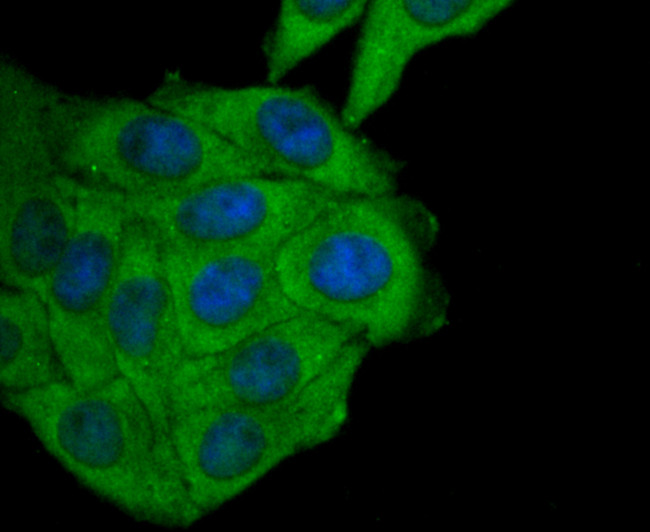 FPR1 Antibody in Immunocytochemistry (ICC/IF)