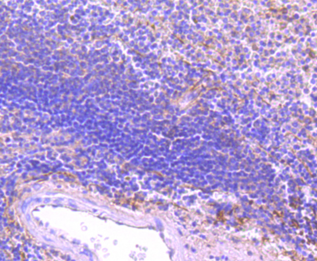 FPR1 Antibody in Immunohistochemistry (Paraffin) (IHC (P))