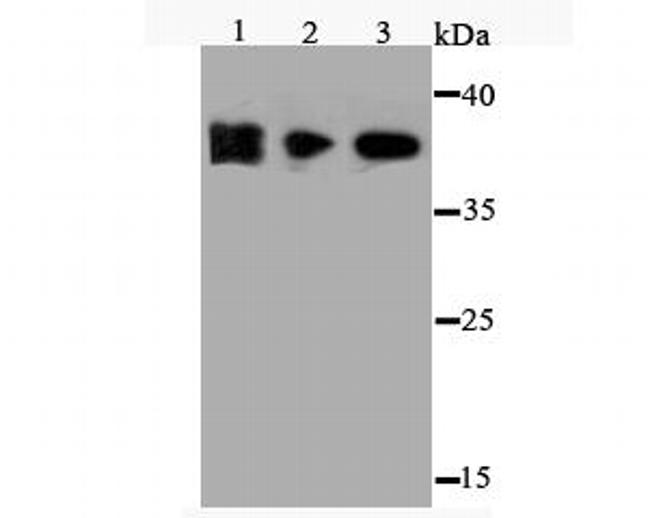 FPR1 Antibody in Western Blot (WB)