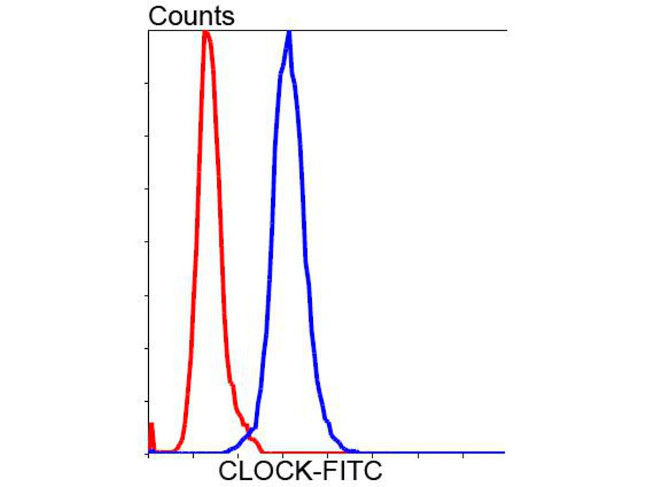 CLOCK Antibody in Flow Cytometry (Flow)