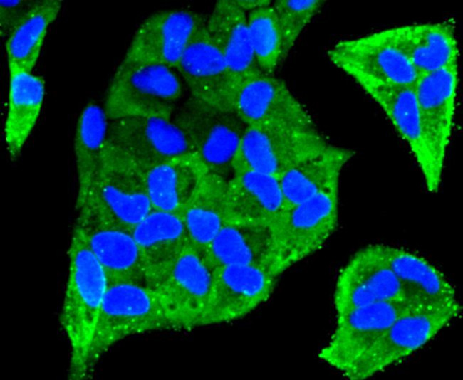 CLOCK Antibody in Immunocytochemistry (ICC/IF)