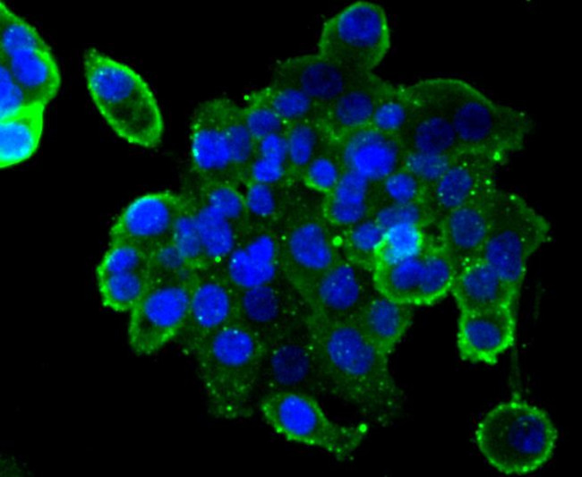 CLOCK Antibody in Immunocytochemistry (ICC/IF)