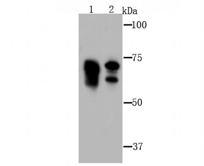 LYRIC Antibody in Western Blot (WB)