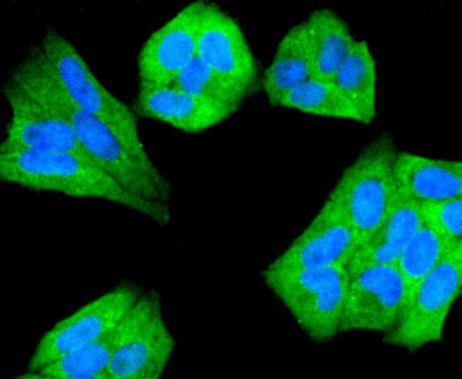 Beclin 1 Antibody in Immunocytochemistry (ICC/IF)