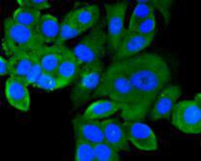 Beclin 1 Antibody in Immunocytochemistry (ICC/IF)