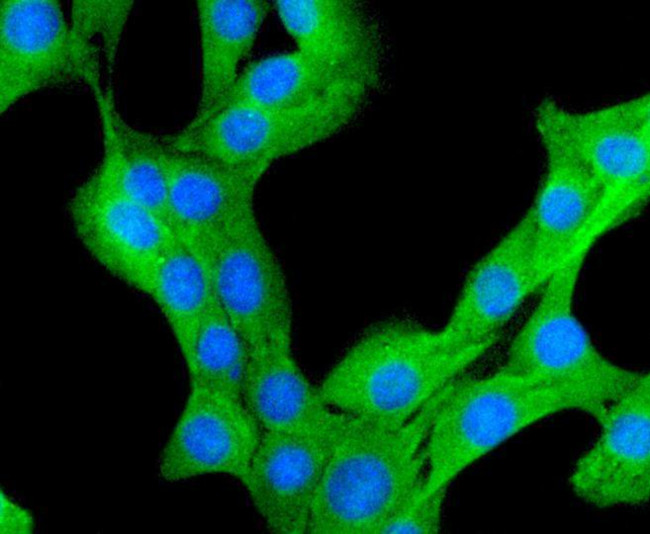 Prohibitin Antibody in Immunocytochemistry (ICC/IF)