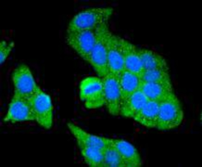 Prohibitin Antibody in Immunocytochemistry (ICC/IF)