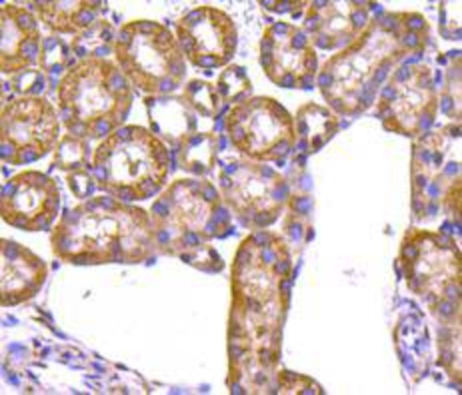 Prohibitin Antibody in Immunohistochemistry (Paraffin) (IHC (P))