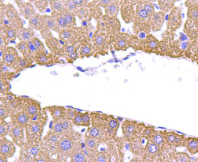 Prohibitin Antibody in Immunohistochemistry (Paraffin) (IHC (P))