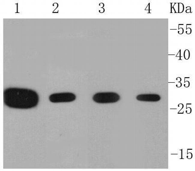 Prohibitin Antibody in Western Blot (WB)