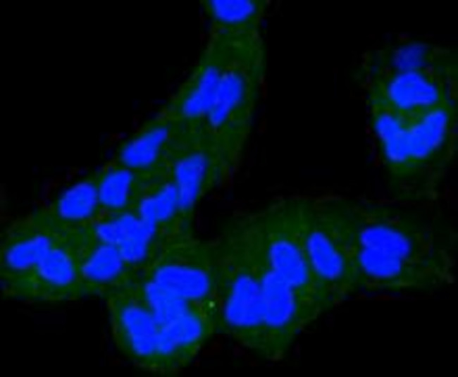 IGF2R Antibody in Immunocytochemistry (ICC/IF)