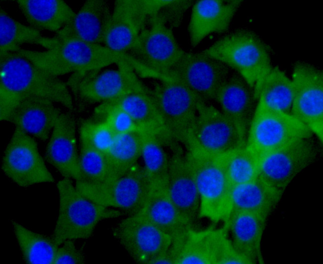 HSP90 alpha Antibody in Immunocytochemistry (ICC/IF)