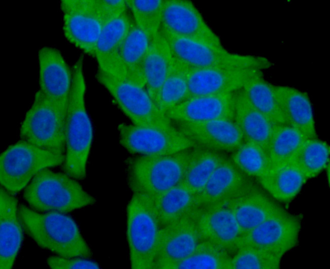 HSP90 alpha Antibody in Immunocytochemistry (ICC/IF)