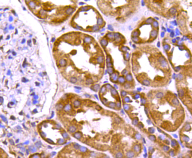 HSP90 alpha Antibody in Immunohistochemistry (Paraffin) (IHC (P))