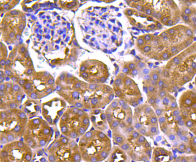 HSP90 alpha Antibody in Immunohistochemistry (Paraffin) (IHC (P))